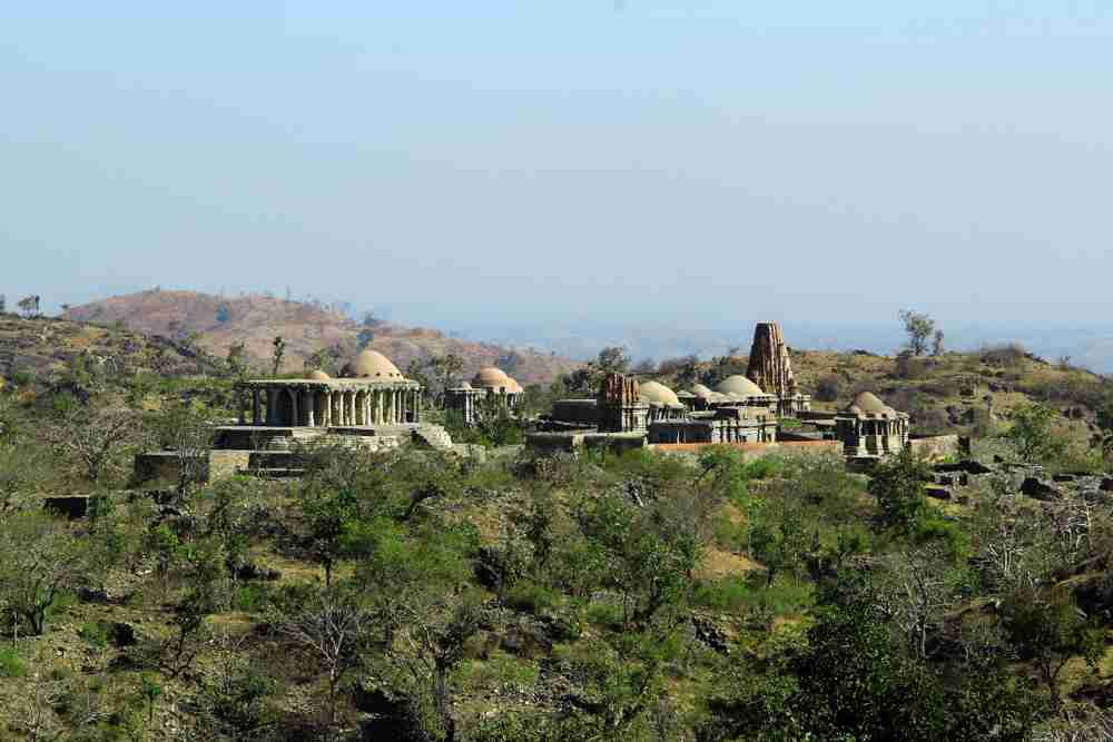 Jungle Safari Image 2