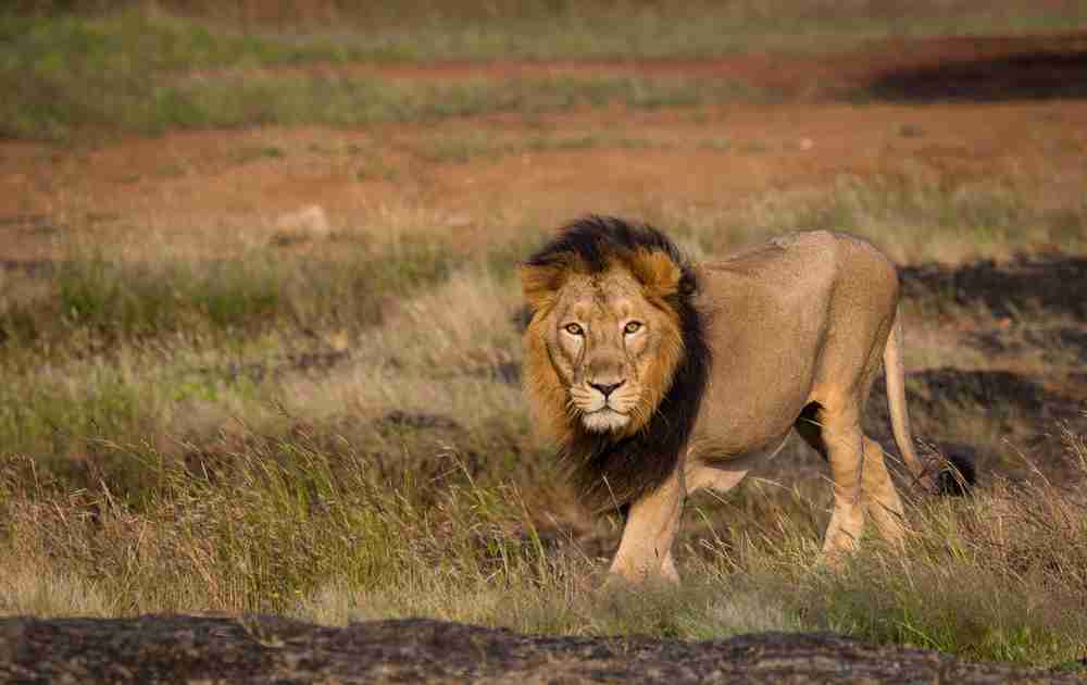 Gir National Park