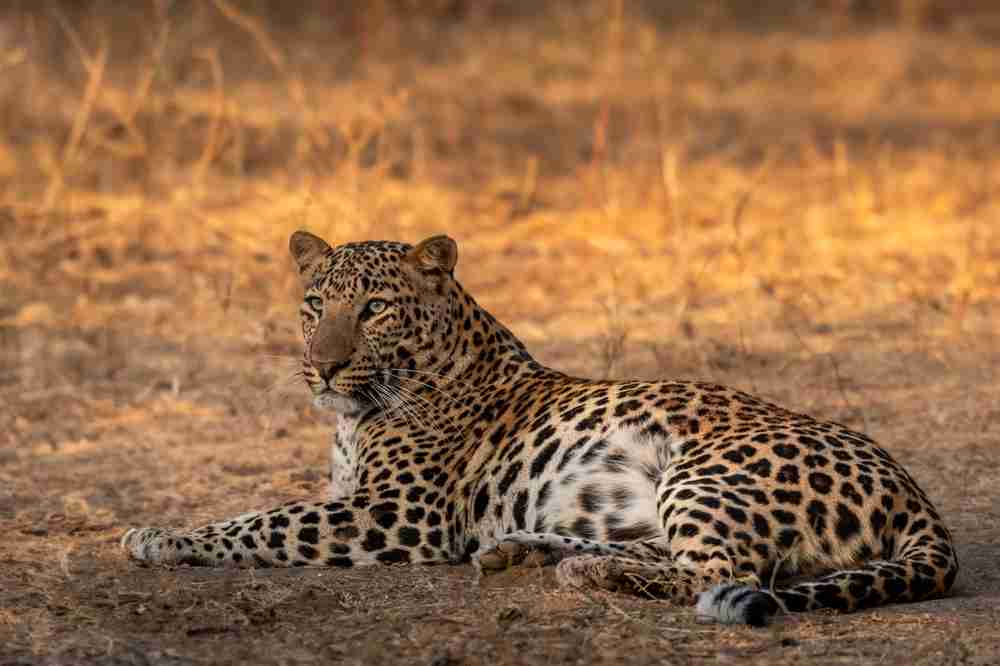Jawai Leopard Safari