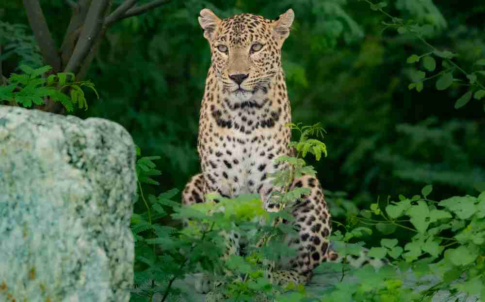Jawai Leopard Safari Image 1