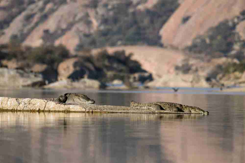 Jawai Dam Image 2